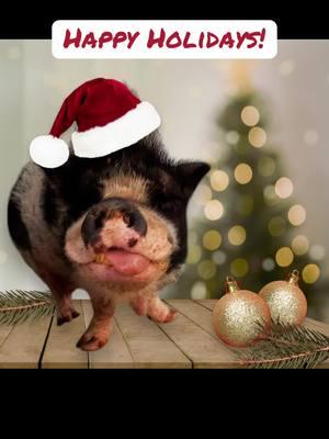 Thank You to everyone that continues to support our mission!! We love what we do and will continue to strive to ensure piggies live the life they deserve❤️ #merrychristmas #happyholidays #piddyslegacy #luvthesnout #cutepig #kahu #nonprofit #sanctuary #rescue #pigsoftiktok #minipigsoftiktok #minipigs #cuteanimals #whatwedo #howweroll #beautiful #fyp #walterstrong #survivor #inspiration #hero #warrior 