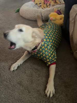 Christmas Jammies and presents from Mrs Claus @Wobbly Hannah 🥰 #Spreadsteviejoy  #steviethewonderdog #chawareness #cerebellarhypoplasia #cerebellarhypoplasiadogs #disableddogs  #labs #cutedog #funnydog   #rescuedogs #yellowlab #labradorretriever 