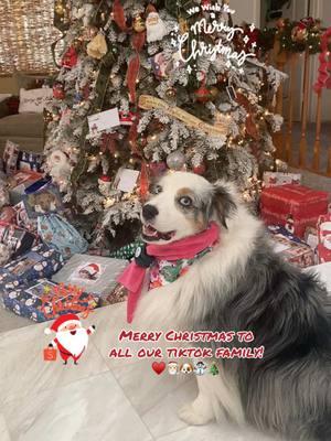 Merry Christmas to you all!🎅🏻☃️🎄🐶♥️💚#santaiscoming #merrychristmas2024 #australianshepherd #aussiedog #christmasmorning #christmaslightscheck 