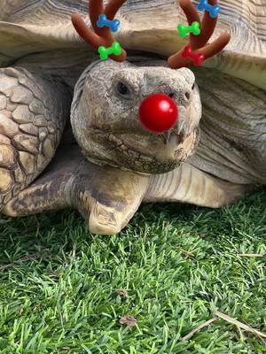 Merry Christmas from Seamus!!! He’s about to take a little Christmas nap 😂🎄#africansulcata #bulldozer #aggressivetortoise #merrychristmas 