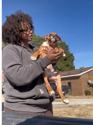 Boxer puppy available in Eastern NC !! Fawn female 12 weeks old ! Message for inquiries! #boxersoftiktok #boxerpuppy #easternnc #puppy #nc 