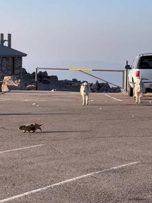 Mountain Goats team up and bully a marmot off the blacktop.  #Photography #wildlife #nature #colorado #goodbull #mountaingoat #marmot #mountbluesky #mountains #14er 