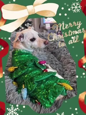 Merry Christmas friends! 🎄🎁🧑‍🎄 #farrah_the_chi #christmaslights #christmas #merrychristmas #merrychristmas🎄 #feliznavidad  #BestFriends  #dogmodel #dogmodels #dogmodeling  #chihuahua #chihuahuas #chihuahuasoninstagram #chihuahuas #chihuahualife #chihuahuastiktok #cutie #cute #cutie #PetsOfTikTok #cutie #dogstiktok #dogsoftiktok #OOTD 