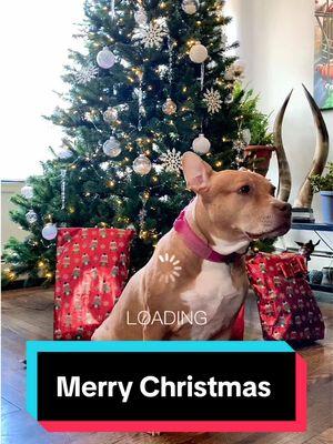 #foryourpage #raulpenaranda #raulpeñaranda #friendsofcfda #merrychristmas #pitbulllove #christiantiktok 