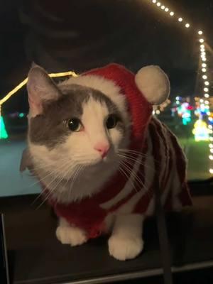 #catsoftiktok #cat #catslovers #catvideos #catchristmas 