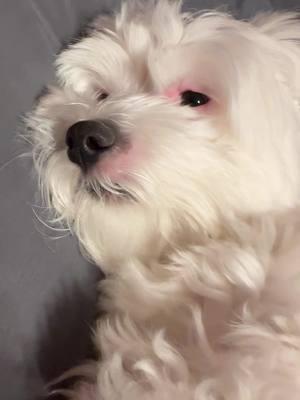 #ralphie #ralphiethemaltese1 #ralphiethemaltese #puppytiktoker #dogsoftiktok #fyp #filter #christmas2024 #christmas #foryoupage #cutepuppy #puppytiktok #christmastime #malteseoftiktok #christmaspuppy #christmastoy #toy 