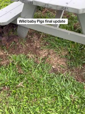 Hope it all makes sense now #pigs #piglets #wildboar #boar #hawaii #update #babypigs #Love 