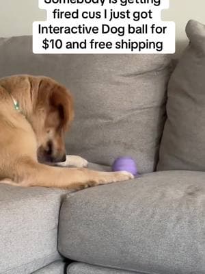 Our dog and cats LOVE it! #dogtoy #dogtoyreview  #dogtoys #dogball #interactivedogtoy #dogtoyreview #dogtoys #dogsoftiktok #tiktokmademebuyit #garageorganization 