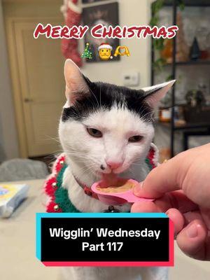 Wigglin’ Wednesday Part 117 🕺😶‍🌫️😈 the after-work wiggle party 🦭🔥 #cat #catsoftiktok #wigglinwednesday #melonnfinn #fyp