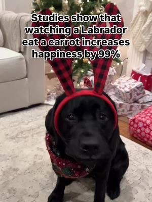 Studies show that watching a labrador eat a carrot increases happiness by 99%🥹💝  #dogsoftiktok #puppiesoftiktok   ##talesofalabpuppy #labradorretriever #blacklab #englishlab #englishlabrador #blacklabrador #doggo #puppy #puppies #dogs #labradorpuppy #funnydog #funny #cute #cutedog #blacklabsoftheday #blacklabsquad #instalabfam #dogsofinstagram #funny #cute #funnydog #cutedog