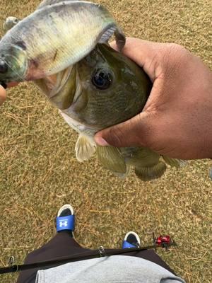 🔥 Match the Hatch with the Bluegill Panorama! 🎣 The ultimate finesse swimbait for triggering strikes from bass that can’t resist a natural presentation. Designed for lifelike action, realistic detailing, and maximum durability. Whether you’re fishing shallow cover or deep structure, this lure is a certified game-changer! 🐟 🎯 Key Search Terms: Bluegill swimbait, finesse fishing lure, lifelike bass bait, 6th Sense Panorama, top fishing gear, bass fishing essentials. 💥 Don’t just fish—dominate the water with the Panorama! Get yours now before they’re gone! #BassFishing #FishingLures #BluegillBait #6thSenseFishing #FishingGear #FinesseFishing #SwimbaitFishing #FishingLife #CatchMoreFish #FishingAddict #BassAngler #TrophyBass #LureFishing #FishingDaily #FishingTips #FreshwaterFishing #FishingIsLife #FishOn #BigBassHunt #anglersparadise 