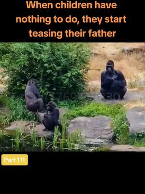 When children have nothing to do, they start teasing their father #motherlylove #gorillatag #monkeydluffy #funnygorilla #gorilla #gorillafamily #funnyanimals 