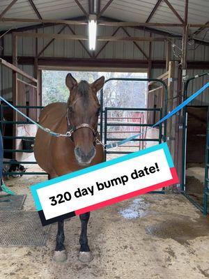 Merry Christmas!  Here is our 320 day bump date. ##foalingseason2025 #horsesoftiktok #dunmare #foalwatch #redmare 