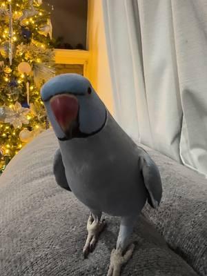 Merry Christmas from your favorite bird💙 #indianringneck #iloveyou #funnyparrot #fyp #foryoupage 