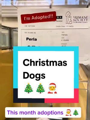 Christmas 🎄 adoptions #viralvideo #trending #foryou #cat #dog #adopting a dog #adoptions #dogs #viraldog 