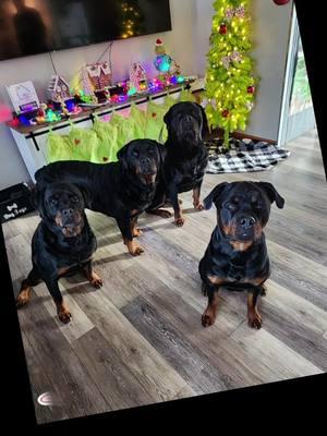 🐾❤️💚🎄💚❤️🐾 #rottweilersoftiktok #Christmas #Christmasday #christmasmorning #PetsOfTikTok #fy #fyp #foryoupage #viralvideo #rotties 