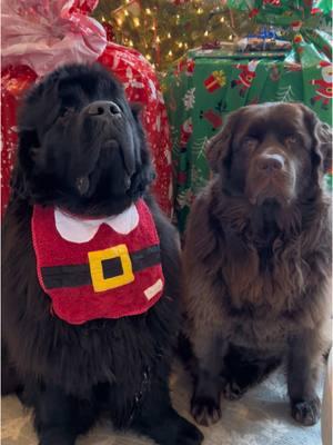 Wishing you all a very, Merry Christmas!! 🎁🎄  #Newfoundlanddog #newfoundlandpuppy #littlemissopinionated #newfoundlanddog #newfoundlandsoftiktok by#newfie #newfiesoftiktok and #brownnewfie #cocopuffthenewf #dogsofinstagram #puppiesoftiktok #puppylove #newfsoftiktok #dogsoftiktok #bigdog #browndogs #puppyoftheday #puppylife #newfoundlandsarethebestdogsever #giantbreedlovers #giantbreed #newf #cutedogs  #giantbreedlovers #giantbreedsoftiktok #santa #santaclaus #christmas