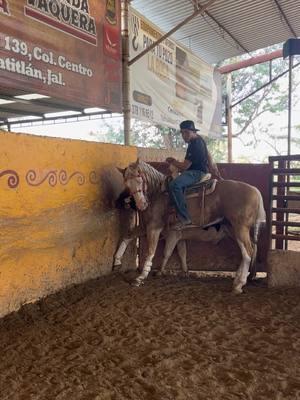 Caballitos dijo un amigo…. #AGperformancehorses #caballostiktokers #charrostiktok #animalestiktokers_ #fypシ #trending #california #jaliscomexico #contenido #viral #fyppppppppppppppppppppppp 