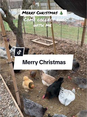 Merry Christmas from my flock to yours. ##thehappychickcoop##collectingeggs##merrychristmas