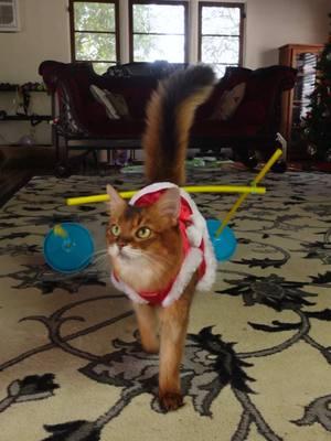 Summer had a lot of fun doing the holiday high jumps the other day. But she didn’t do them perfectly! Here are a few of the bloopers. I hope you’re having an awesome holiday! #cattricks #funnycat #merrychristmas #christmascat