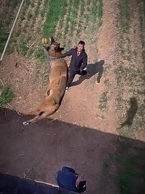 #tactical #k9 #malinois #dogsoftiktok #DogTraining #hundetraining #hundevideos #k9 #fyp 