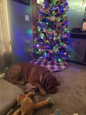 I've gotten so many wonderful holiday pupdates from our pups' wonderful families, how about a Christmas Day pupdate!🎅☃️ #merrychristmas #doguedebordeaux #bigdog #frenchmastiff 