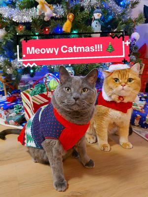 Meowy Catmas to all!! 🎄🎅🥰 #catmas #meowy #merrychristmas #meowycatmas #christmascats #fypシ #lifewithcats 