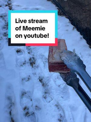 Check out our MeemieTV™️ live stream on youtube! #youtube #livestream #catcam #bobcat 