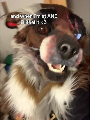 ANE IS ONLY 21 DAYS AWAY NOW!! ITLL BE MY FIRST TIME THERE!! #furry #fursuit #ane #anthronewengland #realisticfursuit 