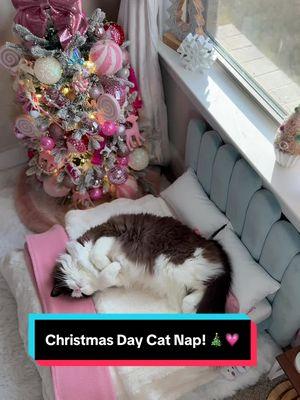 Why is my cat legit me?? Naps are our fave! 😻💗 #cattok #catoftiktok #adorablecats #funnycats #catnap #luxurylife #catbedroom #catroom #catapartment #meredithmaeragdollcat 