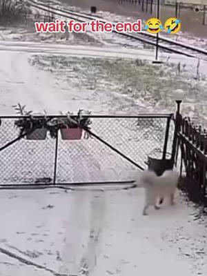 #crazyclips #funny #trending #foryoupage #dogsoftiktok #dog 