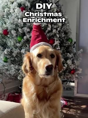 Happy Holidays! 🎁 #DOGTV #enrichmentfordogs 