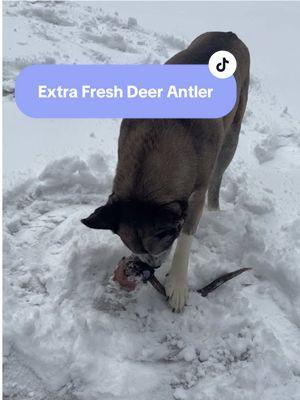 No animals where harmed in the making of this video. #deerantlers #deerantler #dog #dogsoftiktok #cutedogsonly #cutedogsoftiktok #dogtoy #dogtoys #snowdog #snowdogs #whitechristmas #fresh #snowychristmas #holiday #christmas 