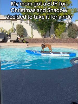 Shadow creates her own adventures #standuppaddleboard #belgianmalinois 