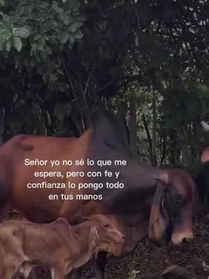 #foryou #nicaragua🇳🇮❤️usa🇺🇸 #ganadero #vacas #rancho #leonchinandega  🤍🤠🙏🏽#quintabaquedano 