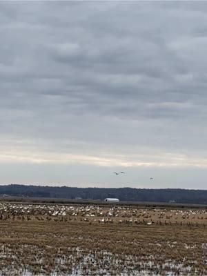 Found some geese…. #drakewaterfowl #drakefieldexpert #tetrahearing #hearthehunt #gunnerkennels #gunner #gunnerpackleader #mullerchokes #fowlerhidesupply #alwaysinseason #geese #ducks #hunting #waterfowl #conservation  @GUNNER @Ducks Unlimited @FowlerHideSupply @Beau Brooks @Lite Boots @TETRA Hearing 