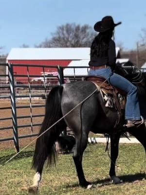 Another clip of our Christmas photoshoot with #prettydave more Videos will be posted on Youtube, the “Dave Suprise” will be coming soon!  #CapCut #tkequine #fyp #familyhorse #trailhorse #christmashorse #christmastreedecorating 