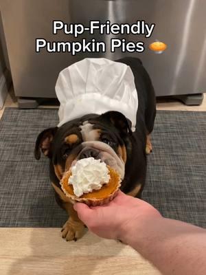 Merry Christmas! 🎄🥧 Treat your pups with this pup-friendly pumpkin pie! 🐶❤️ Ingredients: •	1 ¾ cups oats •	¾ cup unsweetened applesauce •	1 banana •	1 can pure pumpkin •	(Optional: whipped cream or Greek yogurt) Steps: 1️⃣ Blend oats, mix with applesauce, and spread into a pie mold. 2️⃣ Bake at 350°F for 20 mins. 3️⃣ Mash banana & mix with pumpkin for the filling. 4️⃣ Add filling to cooled crust. (Top with whipped cream or Greek yogurt if desired!) Festive and pup-approved! 🐾🥧 #chalanandcoco #lukaandbella #englishbulldog #bulldog #fyp #puppy #cute #bulldogsoftiktok #dog #puppiesoftiktok #fypシ #englishbulldogsoftiktok #foryoupage #merrychristmas #christmas #pumpkinpie 