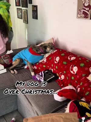 Christmas Chaos… #lunatic #PetsOfTikTok #pitbullsoftiktok #christmas #memes #viral #overit #fyp #funnyvideo #mixbreeddog #grinch #uglychristmasweaters 