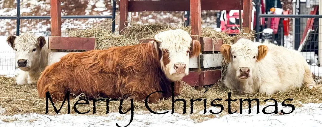 Merry Christmas from the girls! #lily #cammie #brianna #fyp❤️ 