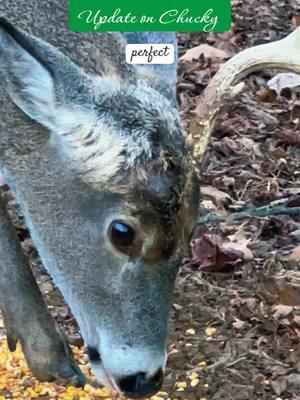 Update on Chucky & Merry Christmas to all my followers! Thank you for a awesome year of Tiktoking! 🎄❤️ #update #injured #buck #deeroftiktok #deer #nohunting #christmasday #fyp #foryoupage #foryourpage 