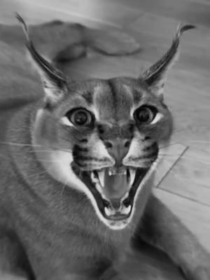 Pumbaaa #pumba #caracal #caracalcat #cat #catsoftiktok #fyp #viral #fypシ #watch #edit #editing @Moemoney 