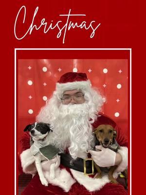 #santababy🙈 #sbb801 #santab #santab444 #santabestfriend #santaisagooddog #foryourpage #foryoupagechallenge🔥mystyle #formypage #❤️🐶 #❤️🐶❤️ #❤️🐶❤️🐶❤️🐶❤️🐶❤️ #beopen #foryoupage #bekindtoeveryone #ticktocktutorials #family #MentalHealth #motivation #sselfloveselflove #happyathome ##feliznavidad #feliznavidad🎄 #merrychristmas #merrychristmas🎄 #dog #