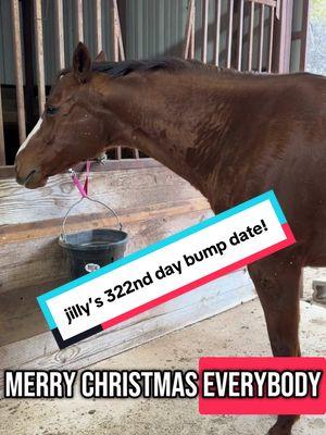 Jilly’s bump date day 322! #foalingseason2025 #horsesoftiktok #foalwatch #redmare #