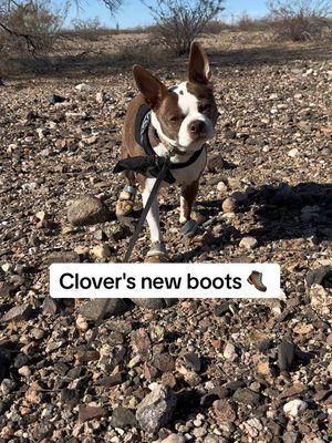 Replying to @Shrewdness oh yessssss you are right, let's take clover for a walk in her new hiking boots. Link to the boots is in the linktree in my bio if anyone is interested in them - they are from Amazon ❤️ #whatsthedogdoing #nomad #traveler #stephandclover #bostonterrier #traveldog #solofemaletraveler #Hiking #hikingdog #dogboots 