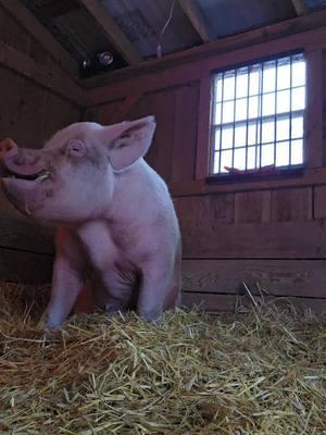 Merry Christmas Otis #broomeanimalsanctuary #veganfortheanimals #choosecompassion #animalsanctuary #pigs #wellhellotis #otisphotoshoot #friendsnotfood #pigtok #pigsoftiktok @GregTonian @Broome Animal Sanctuary 