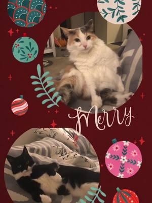 Merry Catmas! #christmas2024 #catmas #lilith #tuxedocatsoftiktok #persephone #dilutecalico 