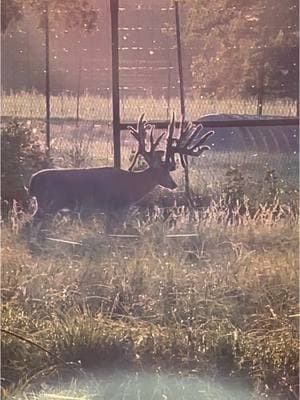 #bigrackranch #looksmatter #texas #deerfarm #followyourpassion #merrychristmas #fypシ 