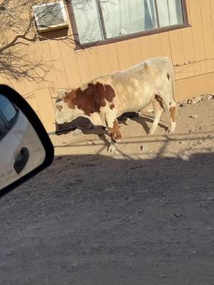 Ellos turistiando #paratiiiiiiiiiiiiiiiiiiiiiiiiiiiiiii #fyp #viral #cuerno #toro #depaseo #rancho #uy 