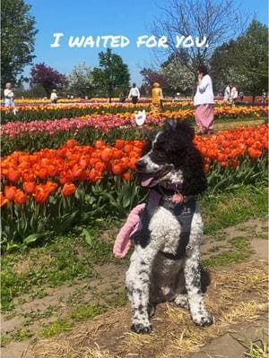 Life has been tough lately, but I’ve got reasons to keep going.  #dogtrainer #dogsoftiktok #dogtok #dogtrainerlife #DogTraining #workingdogs #poodle #partipoodle #servicedogsoftiktok #dog #workingdog #dogs #workingdog #heartdog 